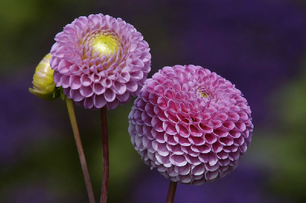 大丽花花枯病