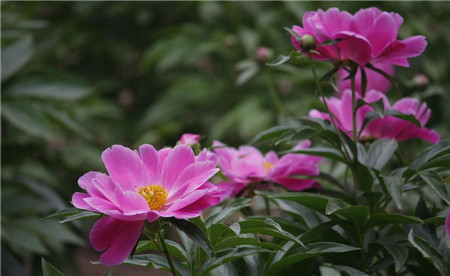 芍藥怎麼修剪