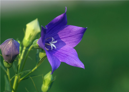 桔梗花的花语 花百科