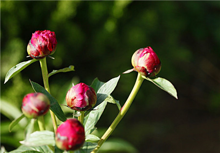 芍药怎么种