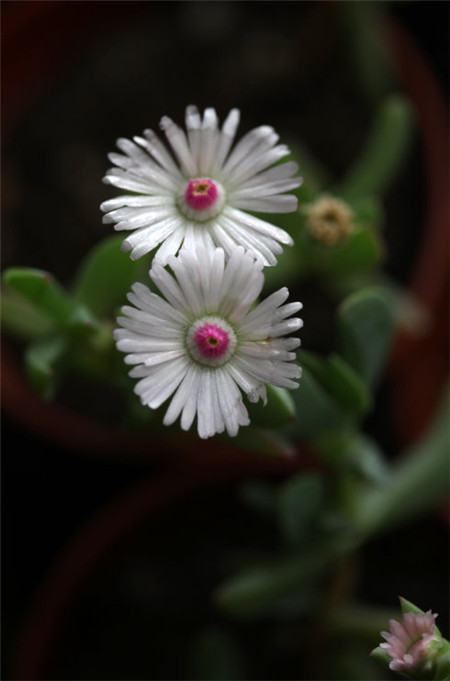 鹿角海棠开花啦