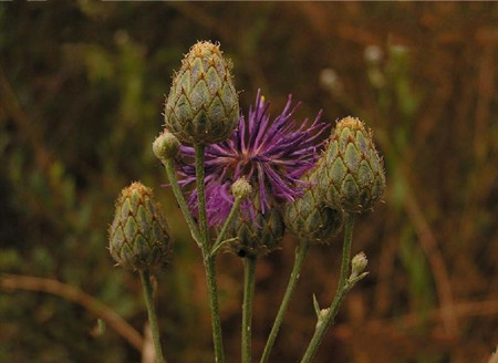 糙叶矢车菊