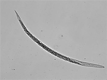 特玉莲常见虫害：根结线虫