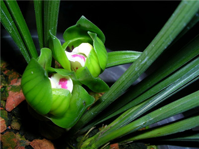 兰苗脱水解决方法：灭菌除虫