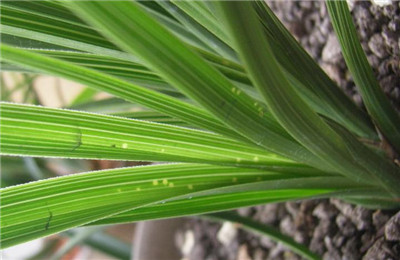 兰花常见虫害：粉虱