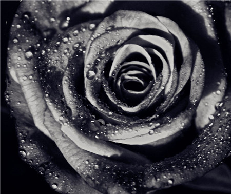 黑色蔷薇:华丽的爱情