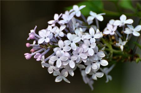 丁香花施什么肥