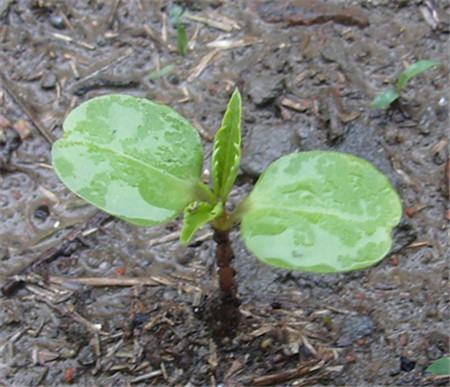 凤仙花怎么换盆定植