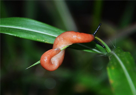 唐菖蒲虫害：双线嗜黏液蛞蝓