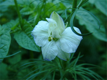 飞燕草花期怎么养护