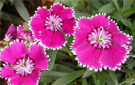 斑纹菊的花语图片