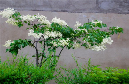 白色丁香花盆景图片图片