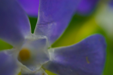 长春蔓的花型花色