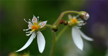 虎耳草的花语