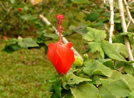 悬铃花和小悬铃花的区别