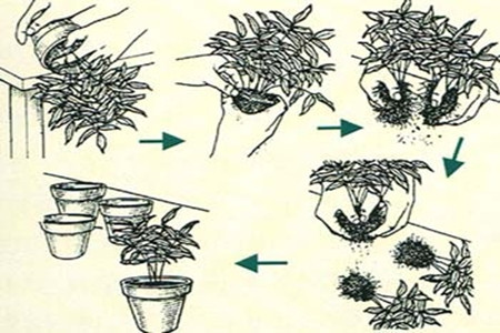 分株法