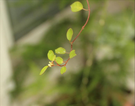 千叶吊兰开花图片欣赏