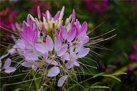 醉蝶花什么时候开花