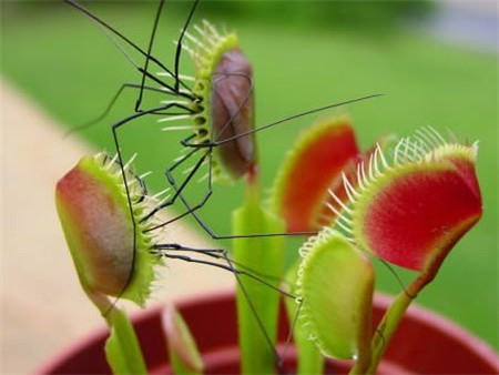 吃虫子的植物有哪些