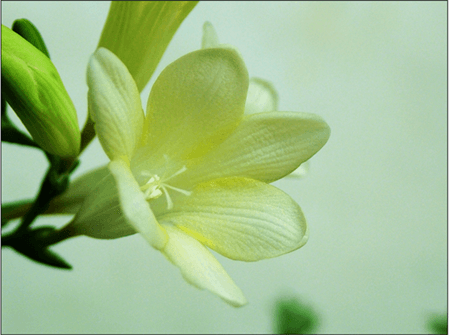 小苍兰花期