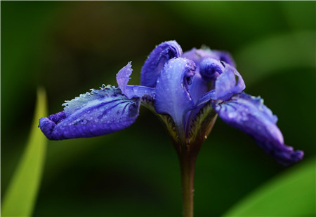 鸢尾的侧芽移植