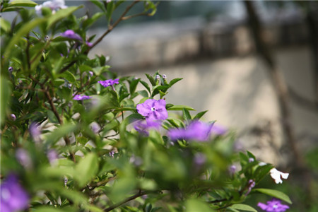 双色茉莉按季节施肥法