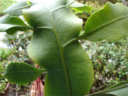 昙花的虫害介壳虫