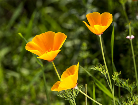 花菱草四季养护方法