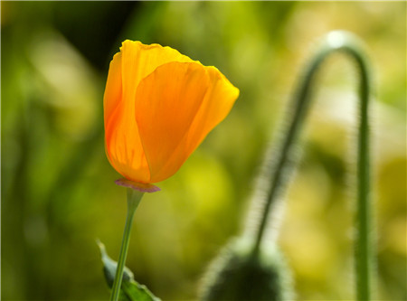 花菱草有毒吗能家养吗