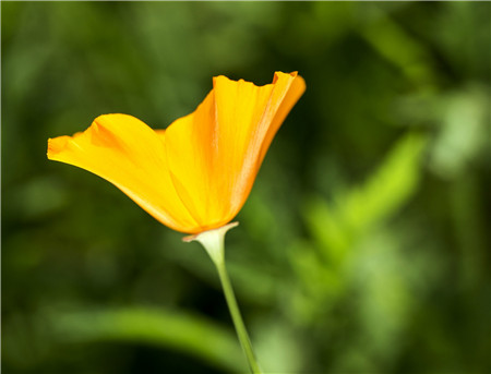 花菱草的主要价值