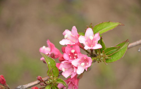 锦带花养护修剪