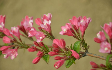 锦带花老枝修剪