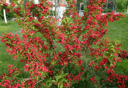 锦带花的分株繁殖