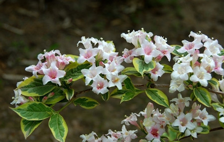 花叶锦带花