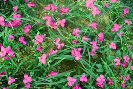 紫露草的常见品种 - 花百科