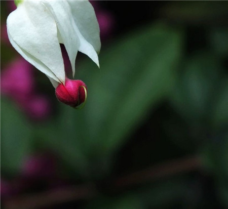 龙吐珠的花语：珍贵纯洁、内心热诚