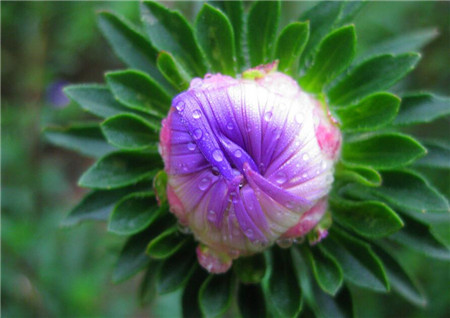 菊花是怎样繁殖的