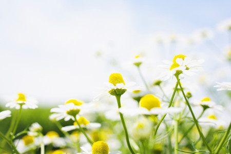 关于菊花的民间故事