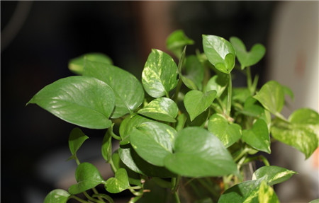 净化室内空气需要绿色植物