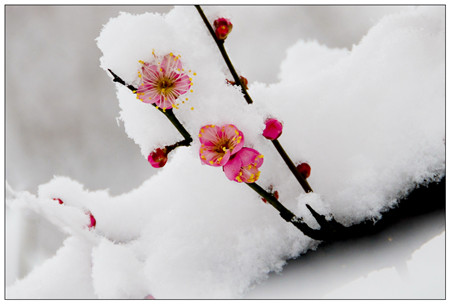 花浇雪水，既大又美。