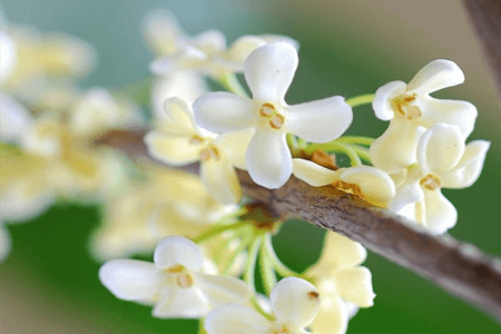 桂花的养殖方法