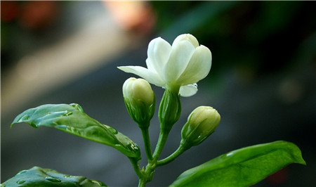 茉莉花不同的朵数代表的含义