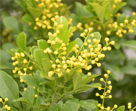 米兰，天天开花天天香