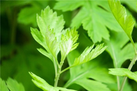 如何避免植物在梅雨季节出现烂根招虫的情况？