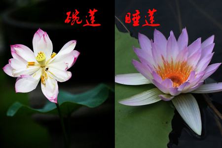 碗莲和睡莲花朵不同