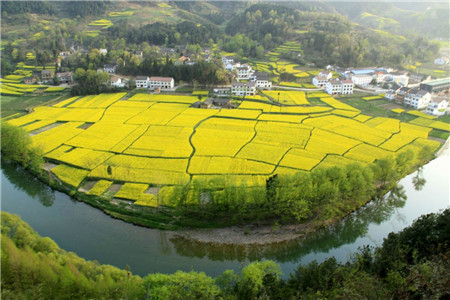 中國著名油菜花賞花地點