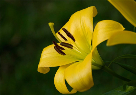 黄色百合花