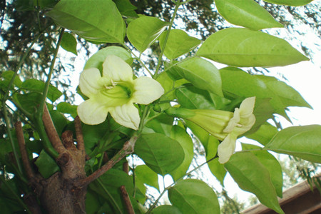 还是幸福花