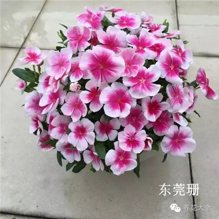 長春花