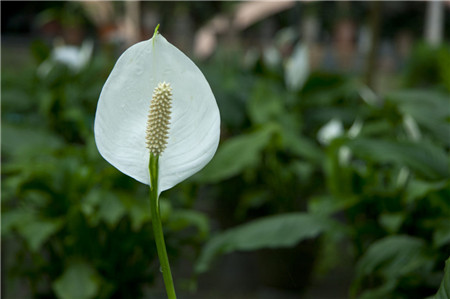 白掌开花花图